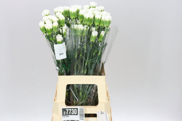 <h4>Di St White</h4>