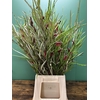 EUC GREVILLEA PB