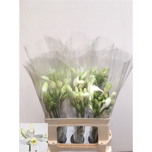 EUCHARIS GRANDIFLORA