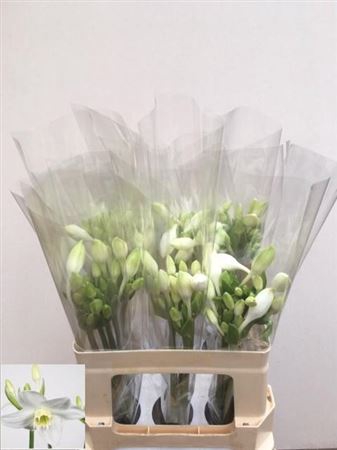 EUCHARIS GRANDIFLORA