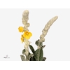 Verbascum Bombycifer