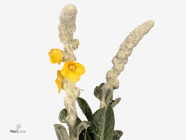 Verbascum Bombycifer
