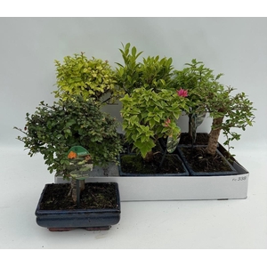 Bonsai Gem
