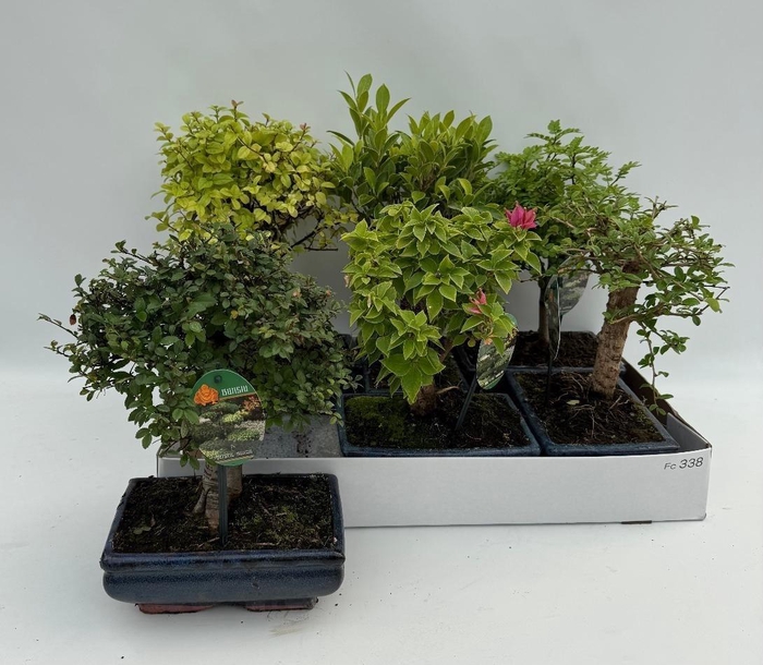 <h4>Bonsai Gem</h4>