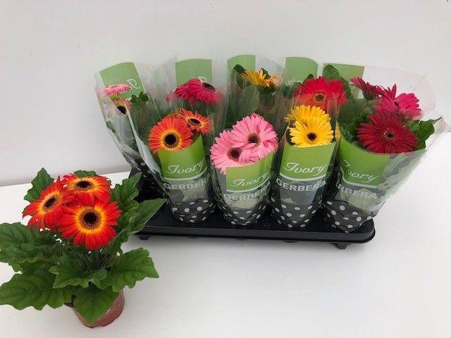 <h4>GER IVORY GEMENGD</h4>