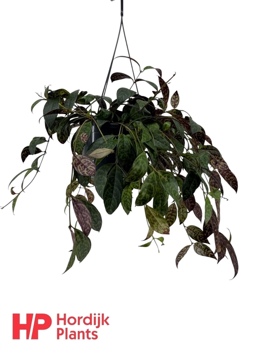<h4>Aeschynanthus Marmoratus</h4>