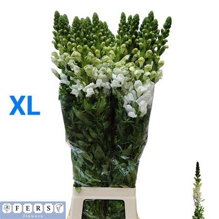 Antir Antib Earl Whi