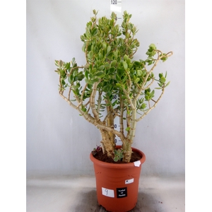 Crassula ovata 'Variegata'