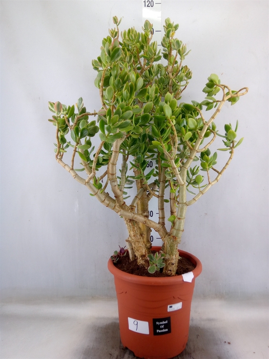 <h4>Crassula ovata 'Variegata'</h4>