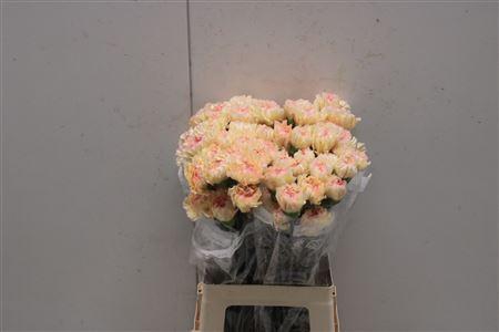 <h4>Di St Ukelele</h4>