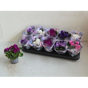 SAINTP IN ROCOCO GEM