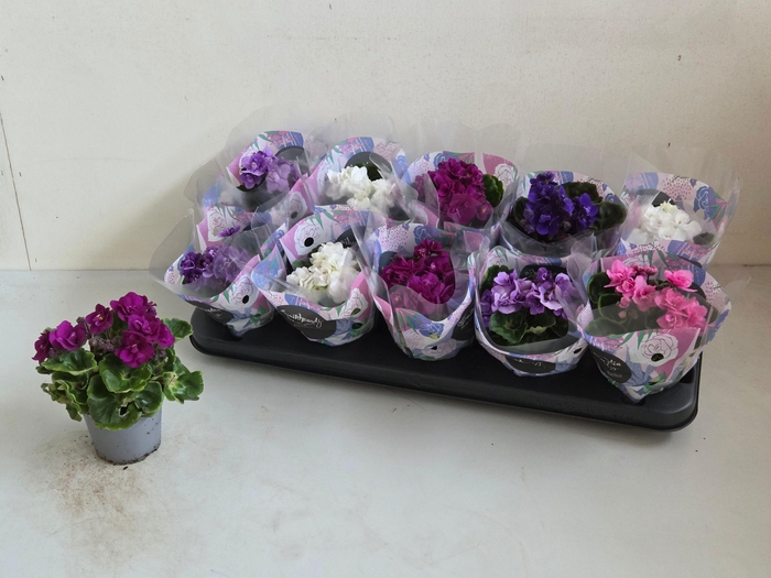 <h4>SAINTP IN ROCOCO GEM</h4>