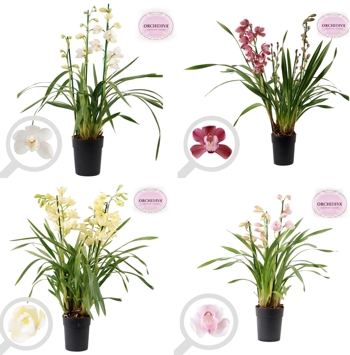 <h4>Cymbidium Valentine mix 3-4 tak</h4>
