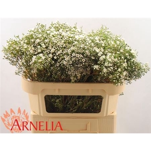 Chame Un Pearl Butto