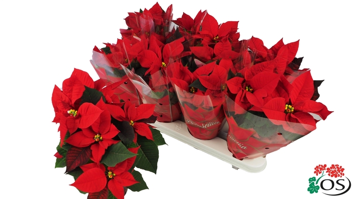 <h4>Euphorbia Mirage red vertakt met hoes</h4>