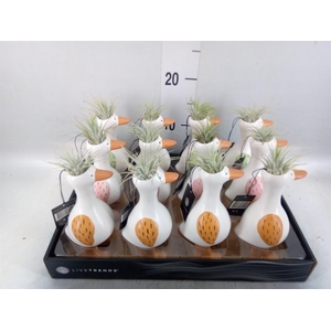 Arr.   Kamerplant Groen L%