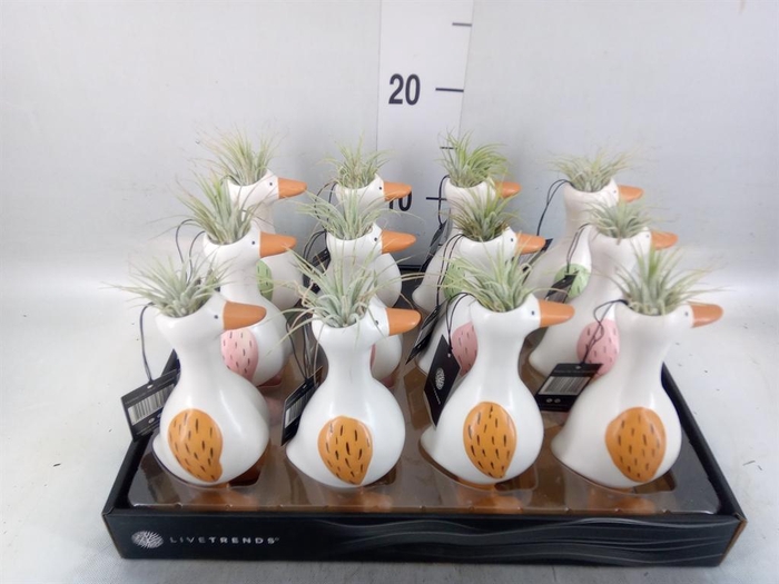 <h4>Arr.   Kamerplant Groen L%</h4>