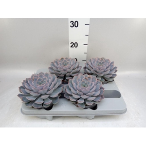 Echeveria  'Orion'