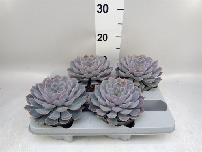 <h4>Echeveria 'Orion'</h4>
