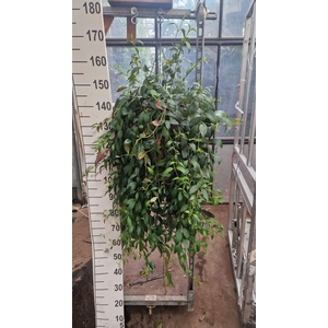 Aeschynanthus marmoratus