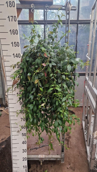 <h4>Aeschynanthus marmoratus</h4>
