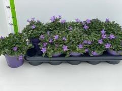 <h4>CAMP POR CAMPA IRIS</h4>