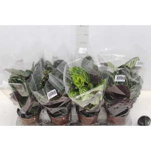 CALATHEA P12 VARIADO