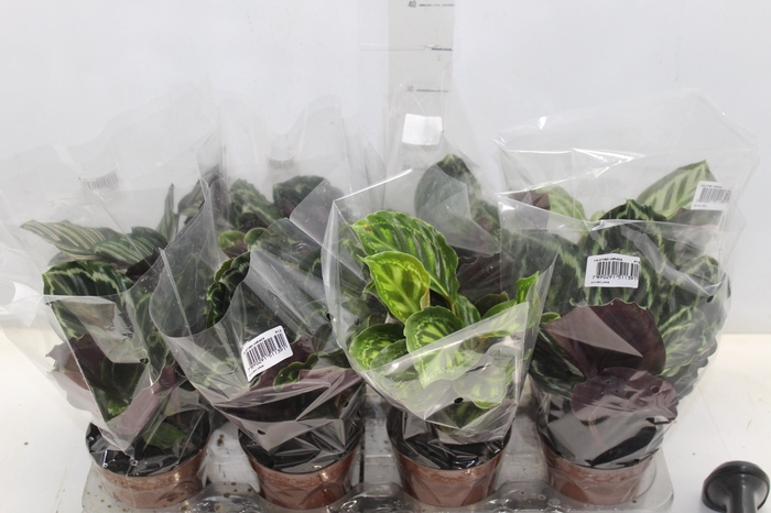 <h4>CALATHEA P12 VARIADO</h4>