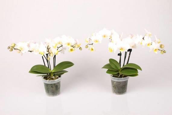 PHALAENOPSIS-HYB P9 3T WIT