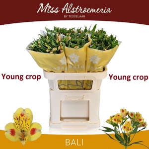 ALSTR BALI