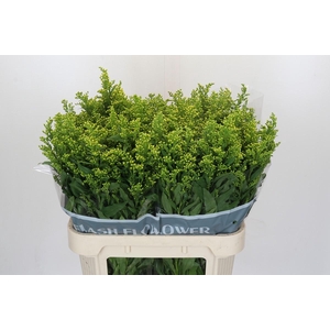 Solidago Golden Glory