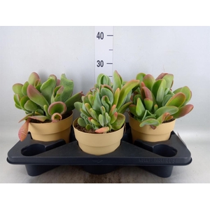 Kalanchoe NF   ...