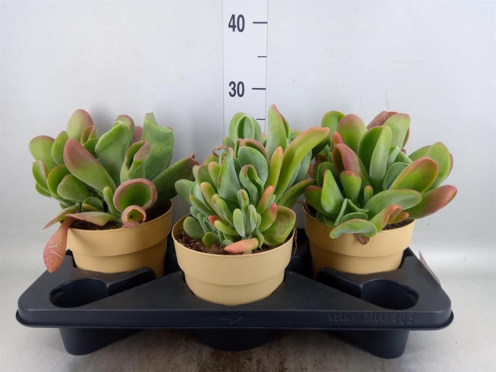 <h4>Kalanchoe NF   ...</h4>