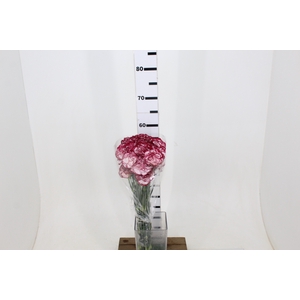 CRAVO BACCARAT 060 CM