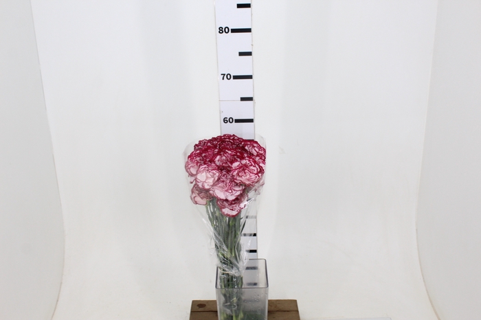 CRAVO BACCARAT 060 CM