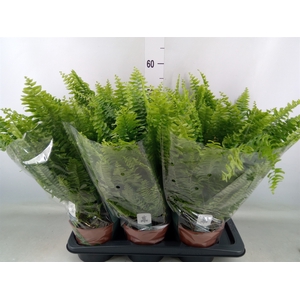 Nephrolepis exal. 'Green Lady'