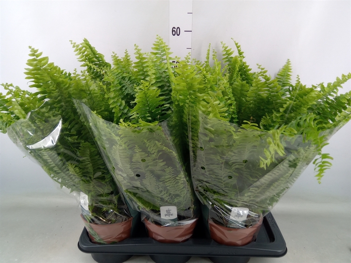 <h4>Nephrolepis exal. 'Green Lady'</h4>