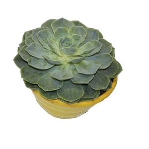 ECHEVERIA PEACOK C21