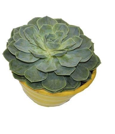 <h4>ECHEVERIA PEACOK C21</h4>