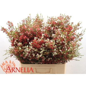 CHAME UN MY SWEET 16