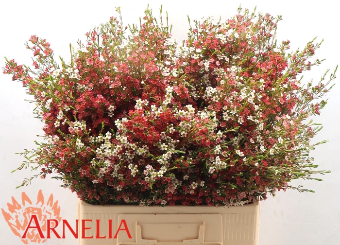 <h4>CHAME UN MY SWEET 16</h4>