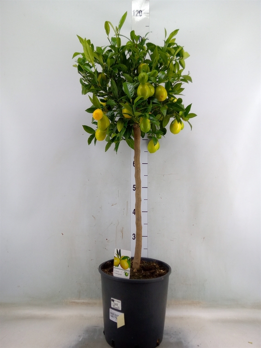 <h4>Citrus   ...</h4>