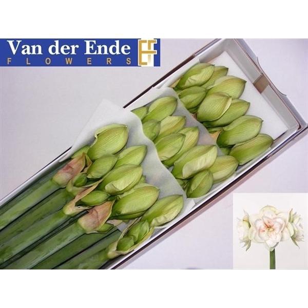 <h4>HIPP DG NYMPH</h4>