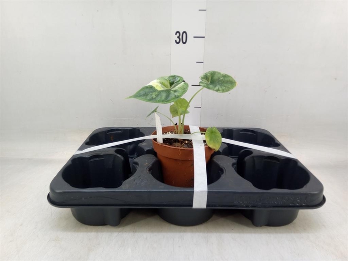 <h4>Alocasia  'Dragon Scale'</h4>