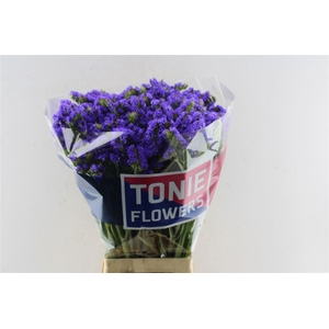 Lim S Crystal Dark Blue