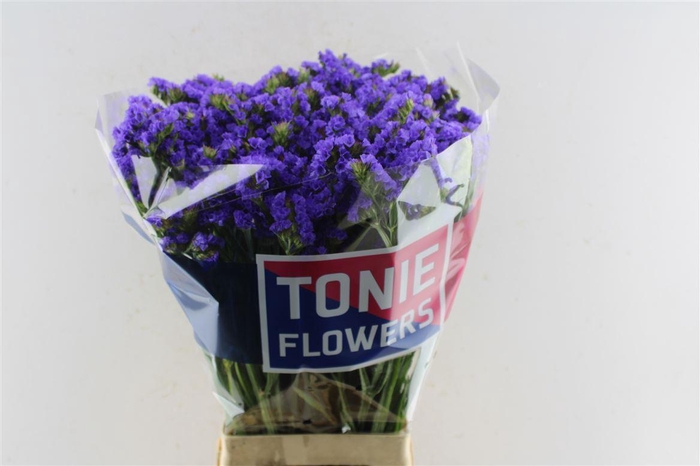 <h4>Lim S Crystal Dark Blue</h4>