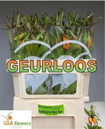 <h4>Fritillaria Sunset</h4>