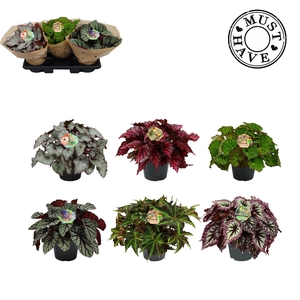 Begonia Rex Mix P17
