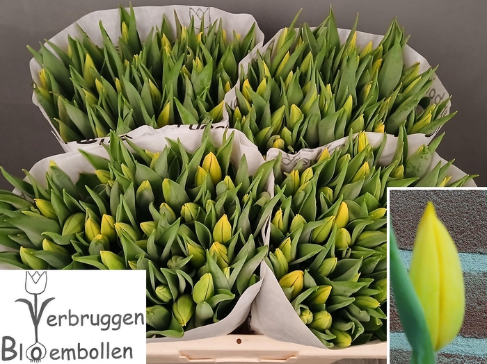 <h4>TU EN STRONG GOLD</h4>