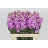 Matthiola Iron Pink